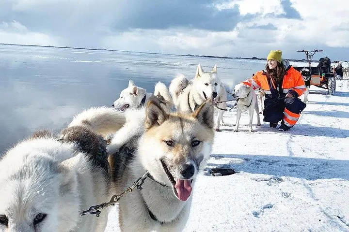 Small Group Husky Sledding Tour with Reykjavik Pickup Option