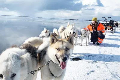 Small Group Husky Sledding Tour with Reykjavik Pickup Option