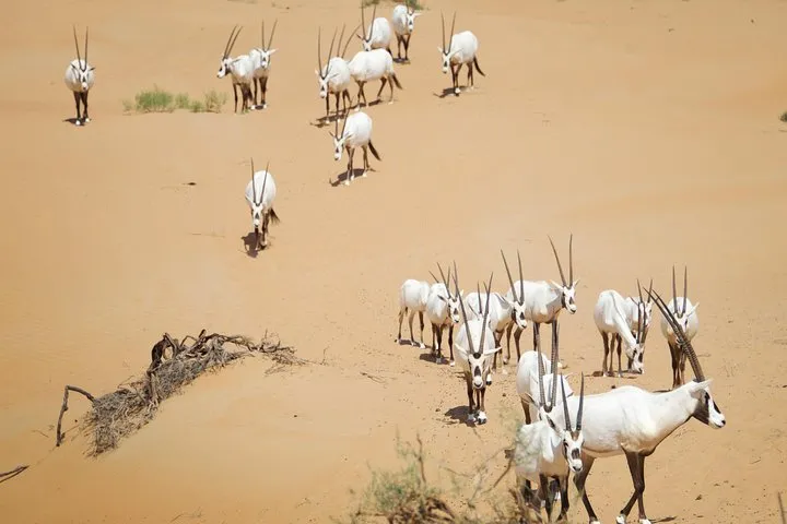 Dubai: Luxury Morning Desert Conservation Drive