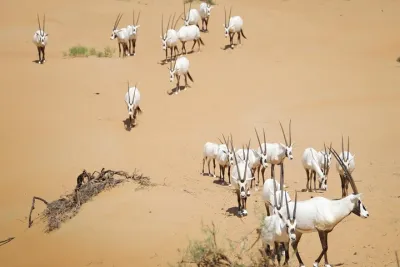 Dubai: Luxury Morning Desert Conservation Drive