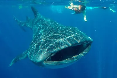 Small Group Whale Shark Encounter - 12 years in business