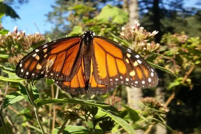Monarch Butterfly Tour from Mexico City