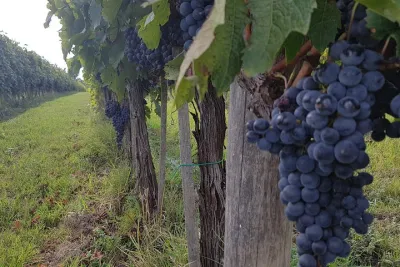 Private Chianti Wine Tour with Castellina Visit from Rome