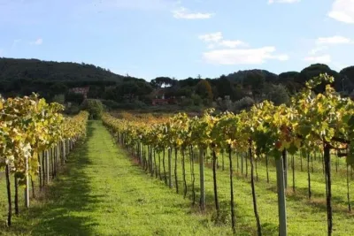 Private Frascati Wine Tasting: Luxury Roman Hills Experience