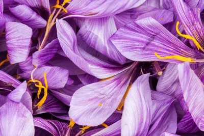Saffron on the roofs of Paris