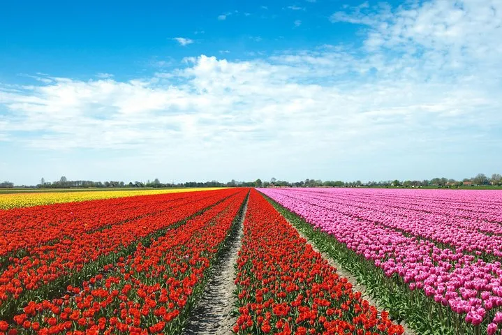 Amsterdam TulipFields of Holland Tour