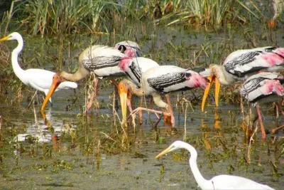 Day Tour from Jaipur Bird Watching in Keoladeo National Park (Bharatpur)