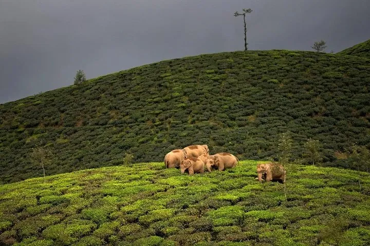Adventurous Valparai trip from Kochi - 2 days trip