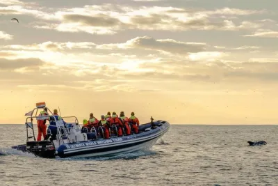 Small-group Whale Watching in the Midnight Sun from Reykjavík
