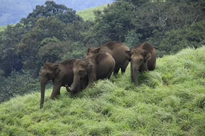 7 nights Private tour Cochin/Munnar/Thekkady/Houseboat/Kovalam