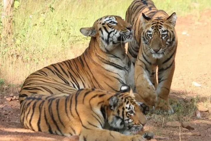 4 Nights 5 Days Delhi Agra Ranthambhore Jaipur Tour From Delhi