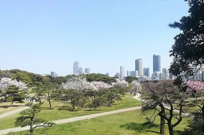 Cherry Blossom Highlights, Hamarikyu, Asakusa and Meiji Shrine