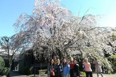 Tokyo Cherry Blossom Highlights: Asakusa, Ueno, and Yanaka