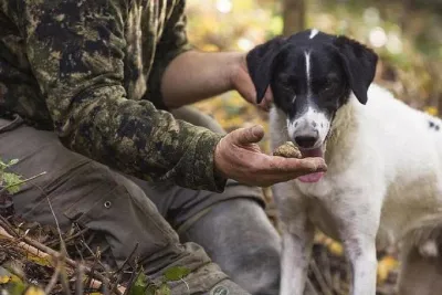 Truffle Hunting in the Tuscany Hills of Florence