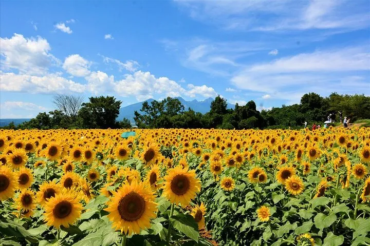 Sunflower Fields Day Trip with Peach Picking from Tokyo