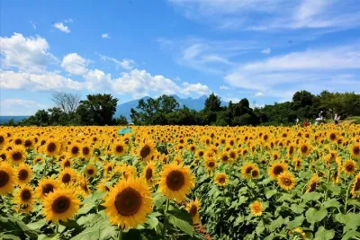 Sunflower Fields Day Trip with Peach Picking from Tokyo