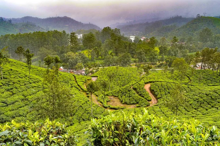 Scenic Kerala : Hills, Wildlife, Backwaters & Beach Bliss- 7 Days
