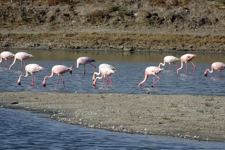 Same Day Trip To National Chambal Sanctuary From Agra