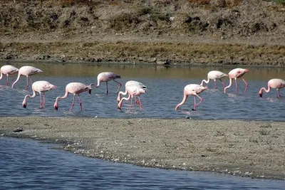 Same Day Trip To National Chambal Sanctuary From Agra