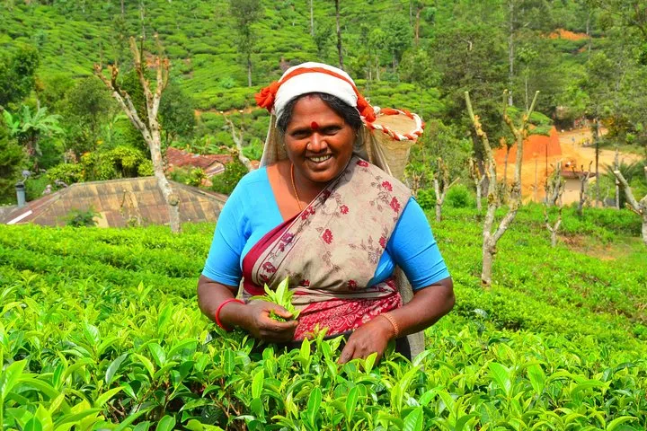 4 Day Kerala Discovery Tour Alleppey Thekkady and Munnar