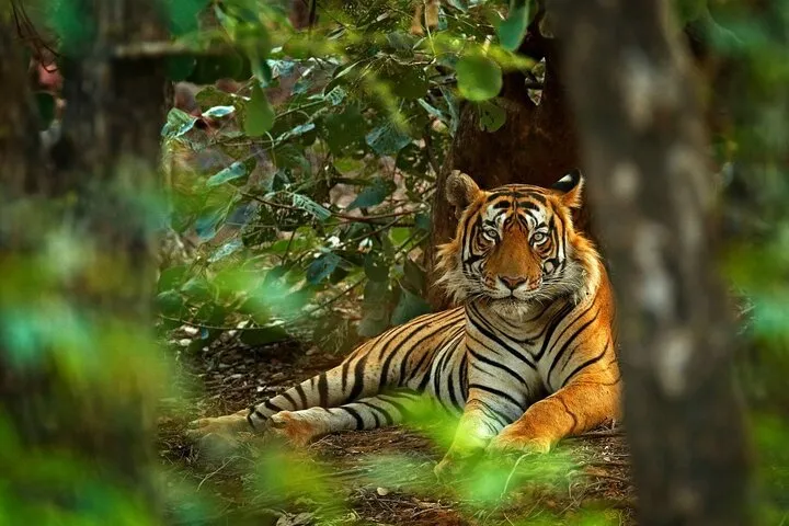 8-Day Private Golden Triangle Tour with a Ranthambore Wildlife Safari From Delhi