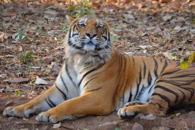Estate of the Tiger & Temples