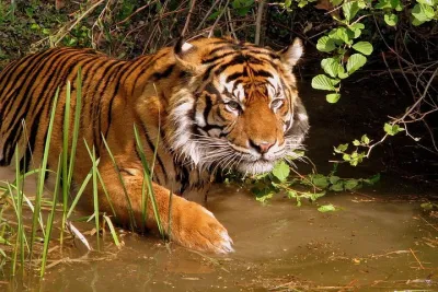 Private 8-Day Golden Triangle and Ranthambore Tour from New Delhi