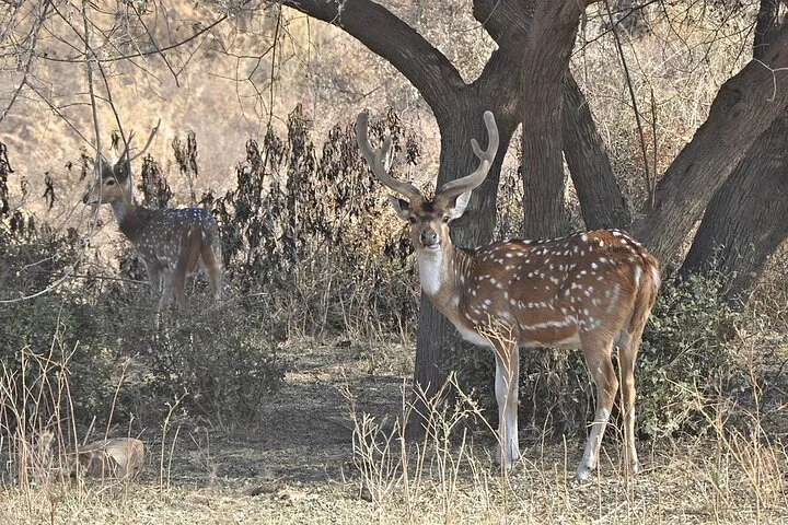 Ranthambore Tiger Safari Bharatpur Sanctuary Private WildlifeTour
