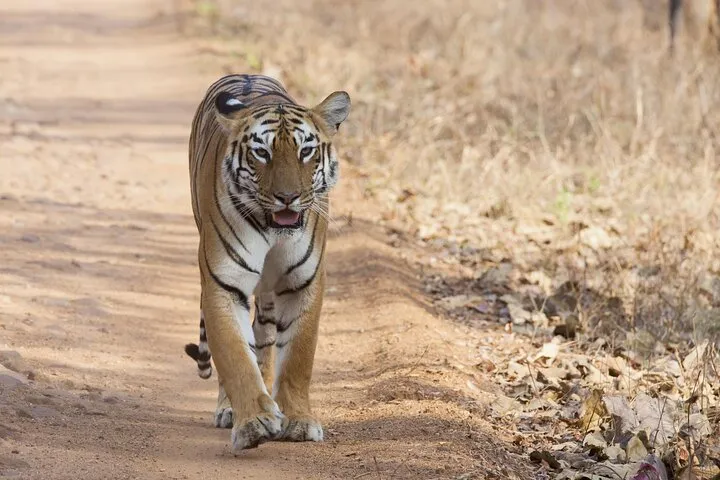 Bangalore to Bandipur National Park via Visiting Mysore