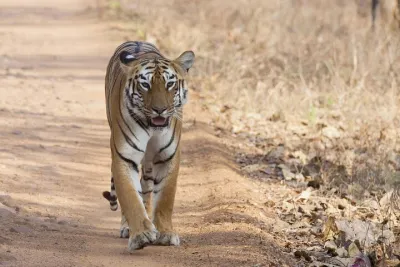 Bangalore to Bandipur National Park via Visiting Mysore