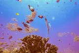 South Maui Shore Dive