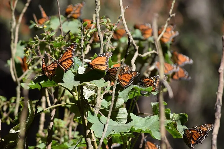 Butterfly Monarch Tour from Mexico City
