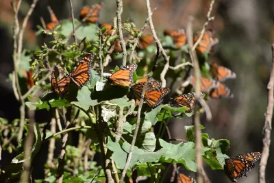 Butterfly Monarch Tour from Mexico City