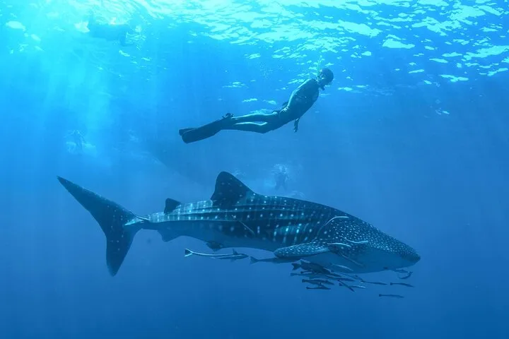 Whale Shark Watching and Snorkeling Experience from Cancun