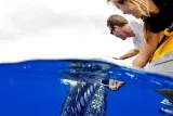 HIGH QUALITY Whale Watch Adventure Aboard Luxury Super Raft