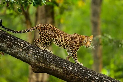 Sandalwood, Backwater & Spice Route