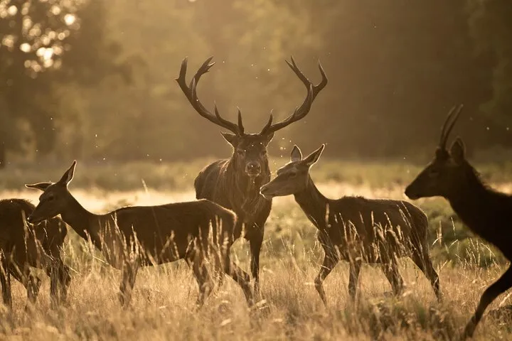 Wildlife Photography Workshop in Richmond Park in London