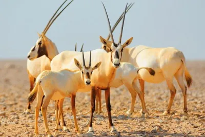 Sunrise Desert Safari with Wildlife Experience from Dubai