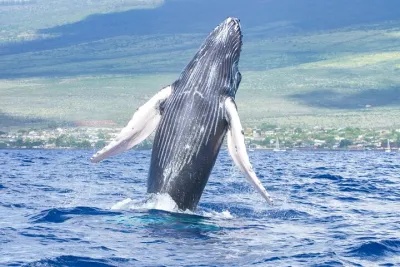 From Kihei: Molokini Crater Snorkel and Whale Watching Tour