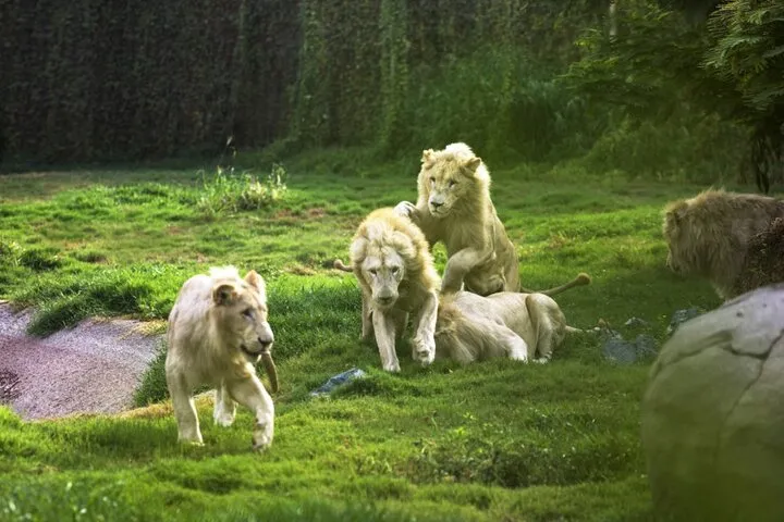 Dubai Safari Park Admission Ticket With Private Pickup and Drop