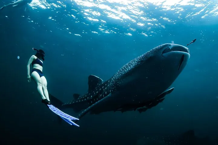 Whale Shark Snorkel Experience in Cancun and visit 2 islands