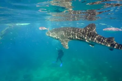 Whale Shark Snorkel Tour in Cancun and visit to Isla Mujeres