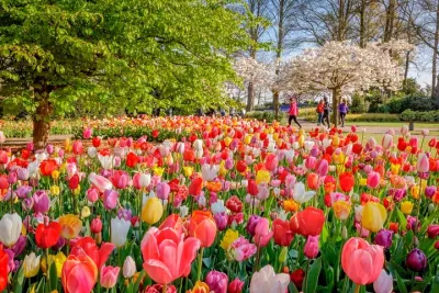Skip-the-Line Keukenhof Gardens and Tulip Fields Tour from Amsterdam