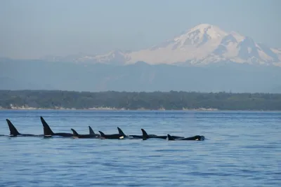 Only Wildlife and Whale Watching Tour Leaving from Seattle