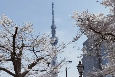 Cherry Blossom Highlights, Asakusa, Ueno, Imperial Palace Garden