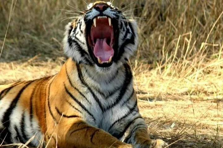 Golden Triangle Tour with Ranthambore 5 Days