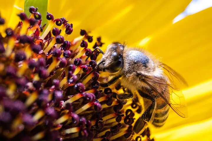 Discovering Bees in Volterra