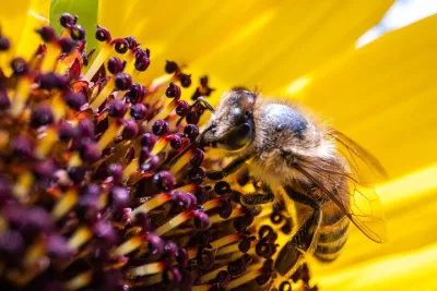 Discovering Bees in Volterra
