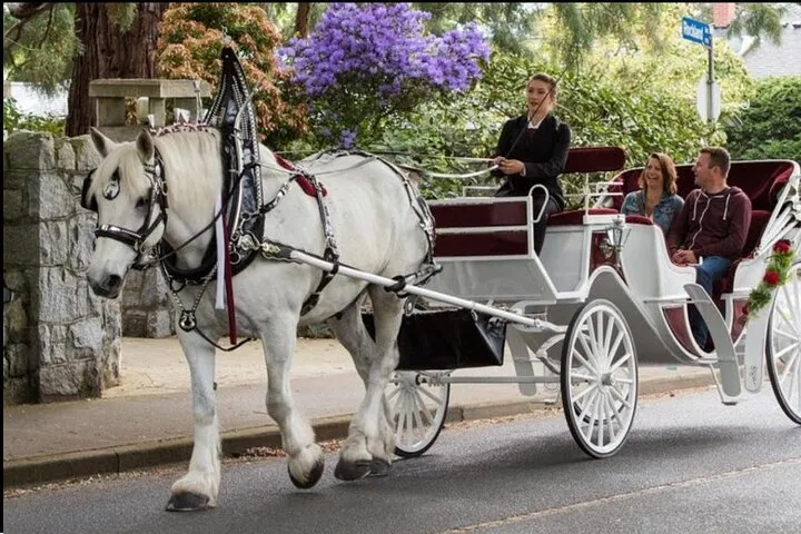 Official Private NYC Central Park Horse Carriage Ride Since 1970™
