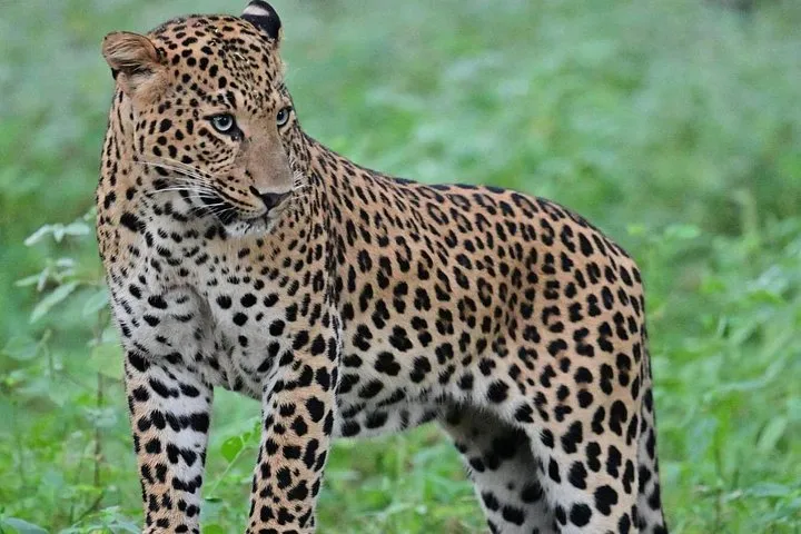 Jaipur Leopard Safari Tour at Jhalana Park